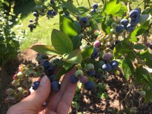 Selbstgemachte Marmelde