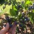 Selbstgemachte Marmelde